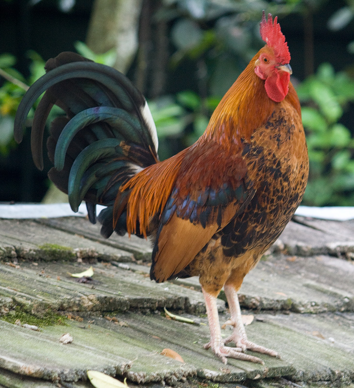 rooster