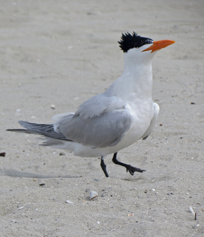 royal-tern