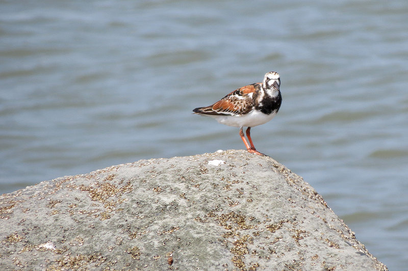 ruddy-turnstone