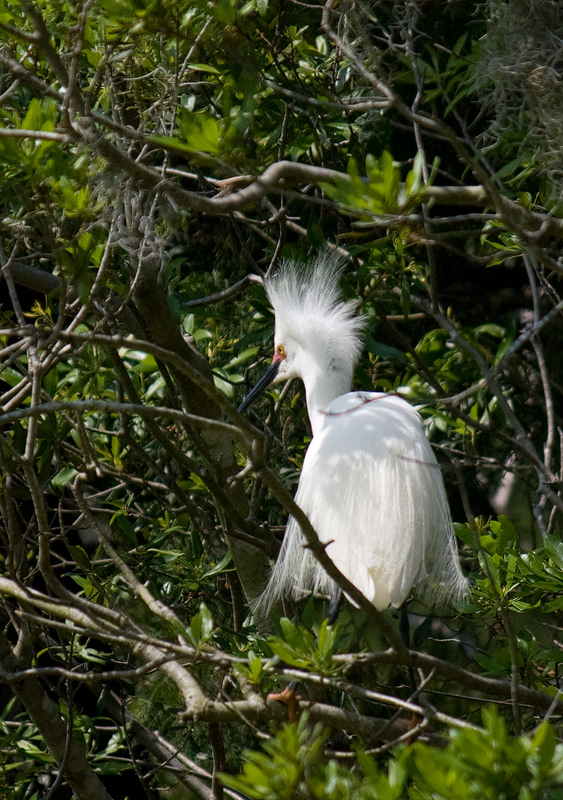 snowy-egret