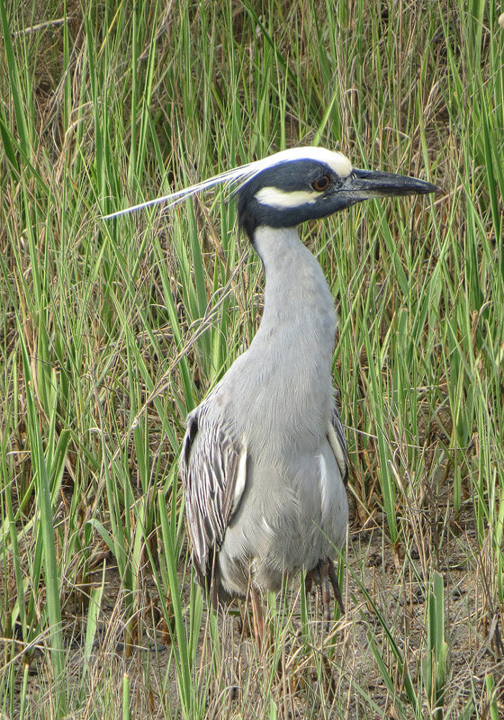 yellow-crowned-night-heron