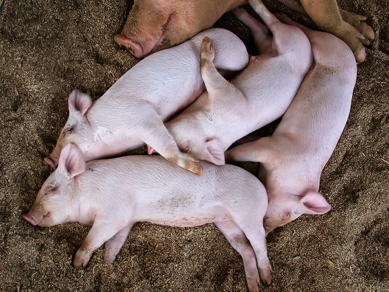 pigscolor_6284