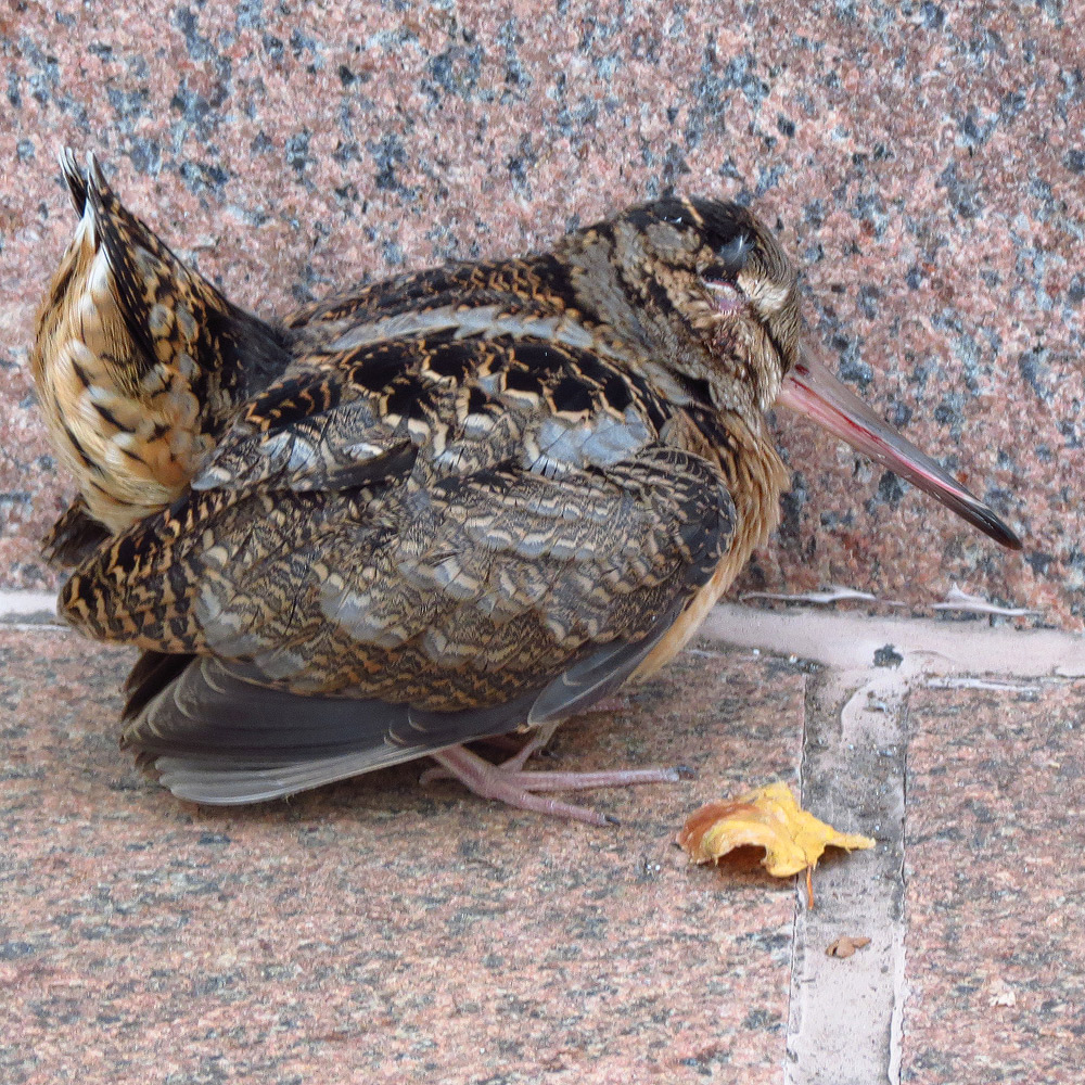 bird1_0788