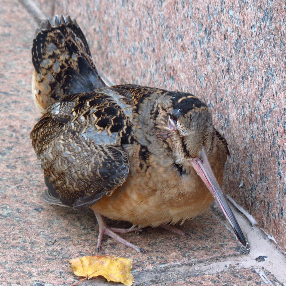 bird2_0790