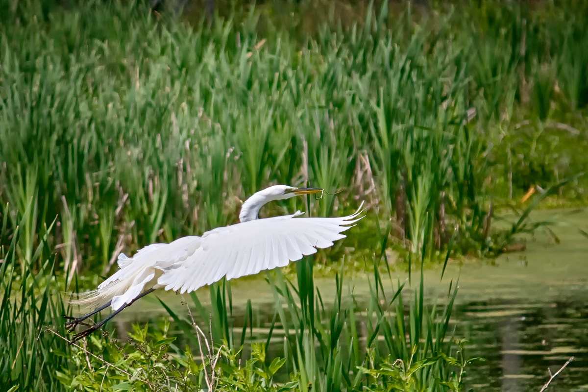 edit1200_IMG_4198