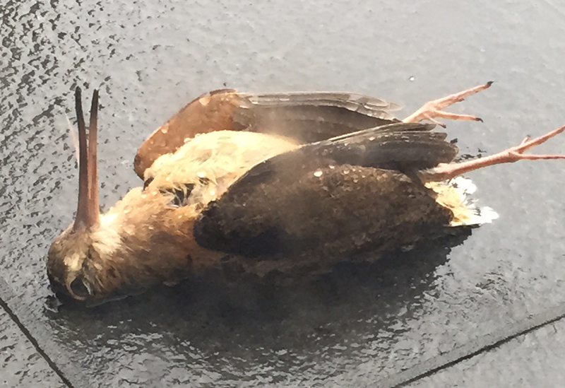 dead_IMG_2339
