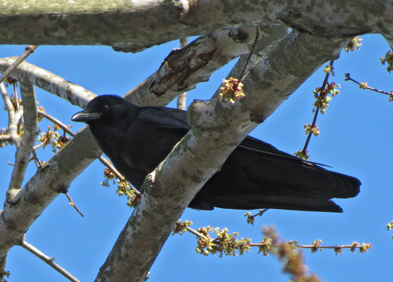 American-Crow