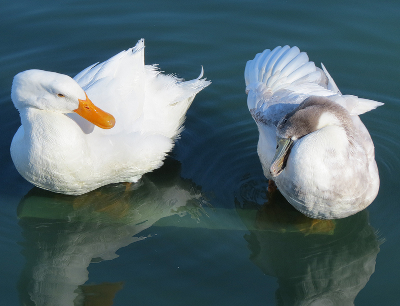 American-Pekin-Duck-and-Hybrid