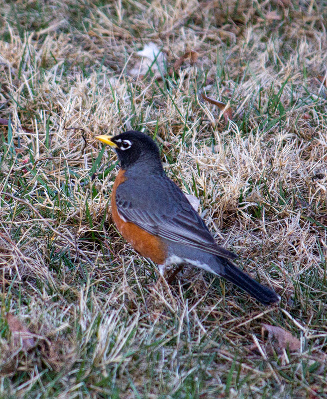 American-Robin