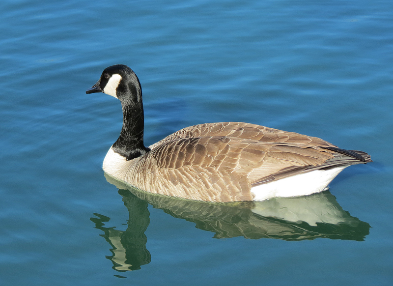 Canada-Goose
