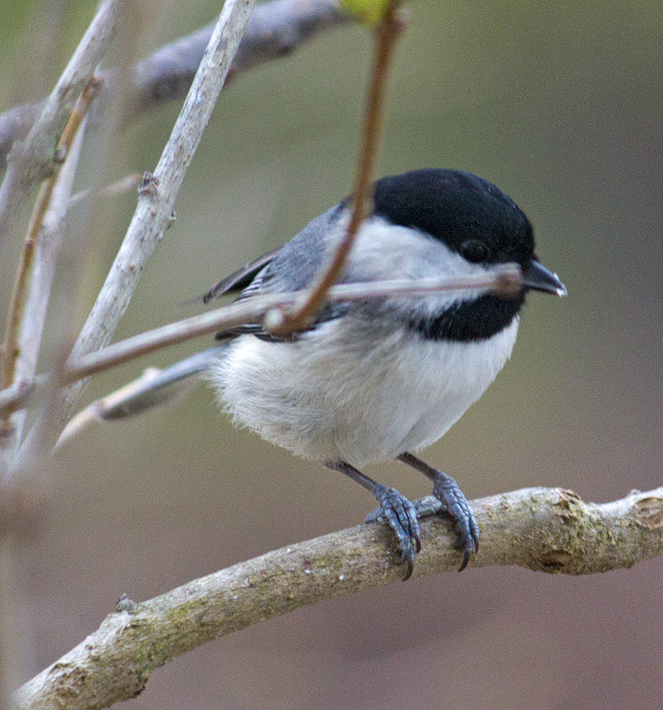Carolina-Chickadee