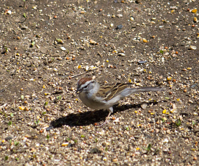 Chipping-Sparrow