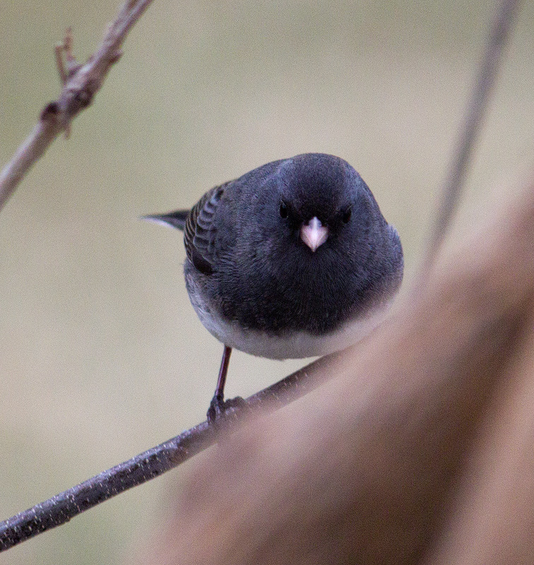 Dark-Eyed-Junco