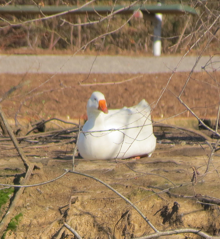 Domestic-Chinese-White-Goose