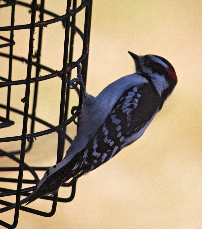 Downy-Woodpecker