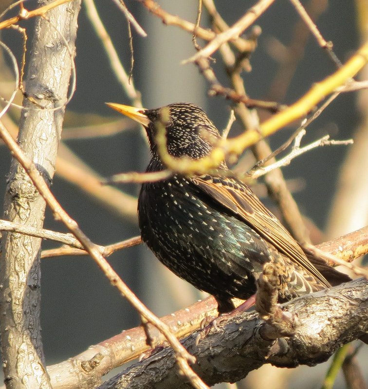 European-Starling