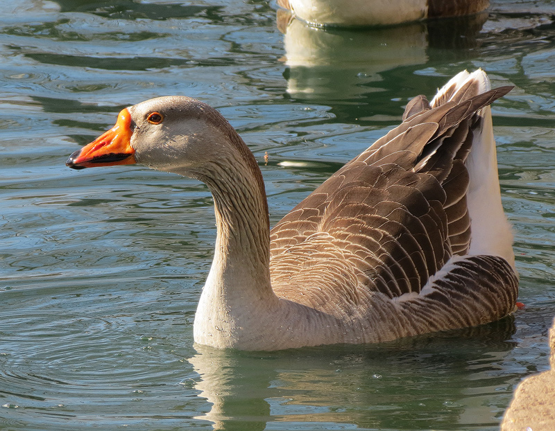 Greylag-Goose