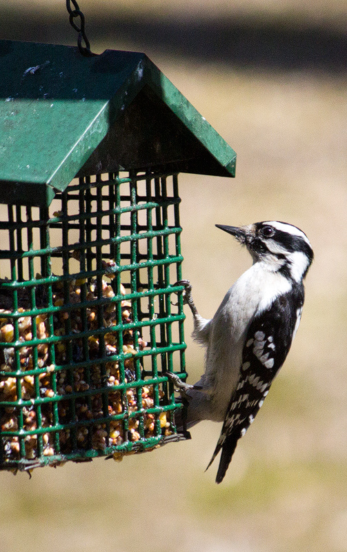 Hairy-Woodpecker