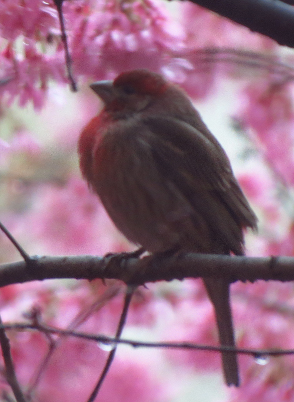 House-Finch