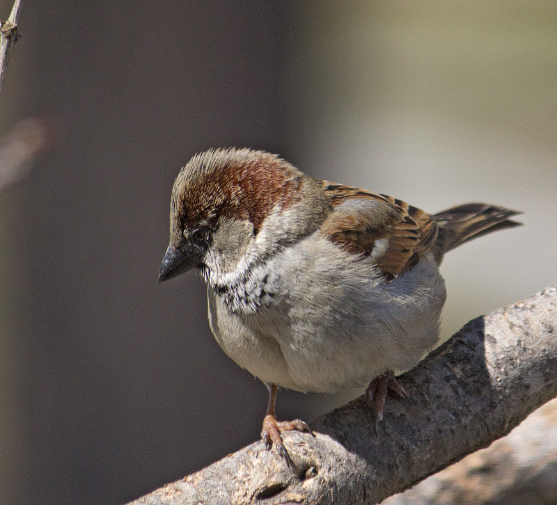 House-Sparrow
