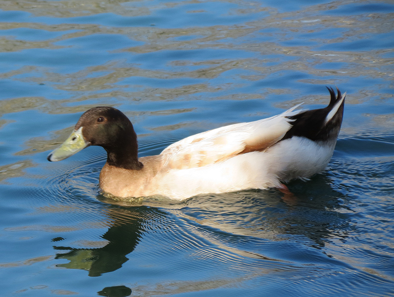 Hybrid-Duck