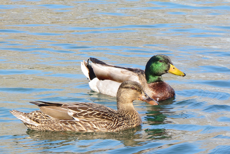Mallards