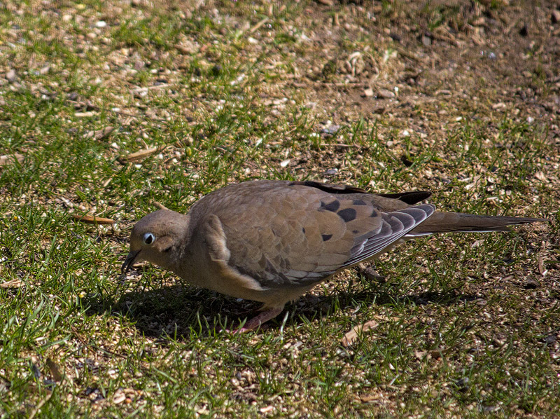 Mourning-Dove