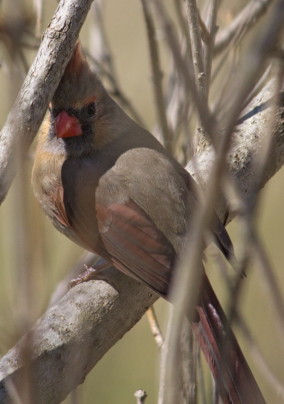 Northern-Cardinal