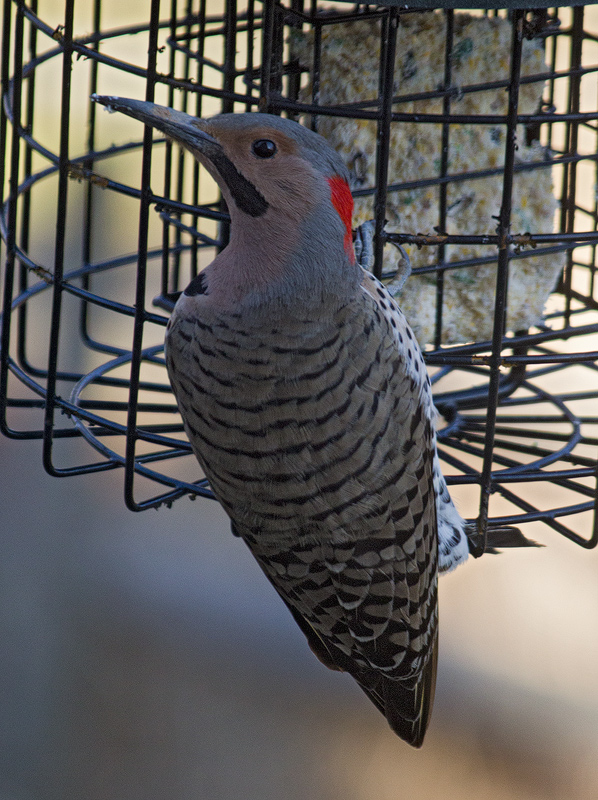 Northern-Flicker