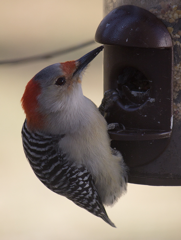 Red-Bellied-Woodpecker