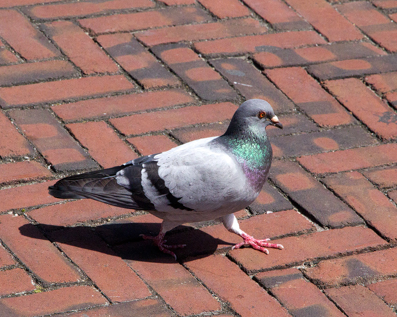 Rock-Pigeon