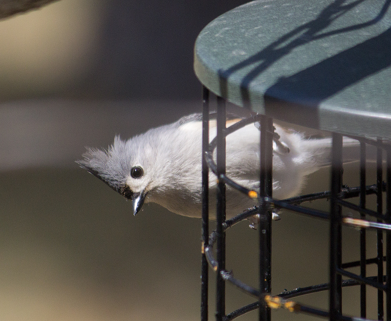 Tufted-Titmouse