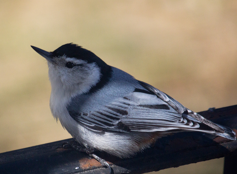 White-Breasted-Nuthatch