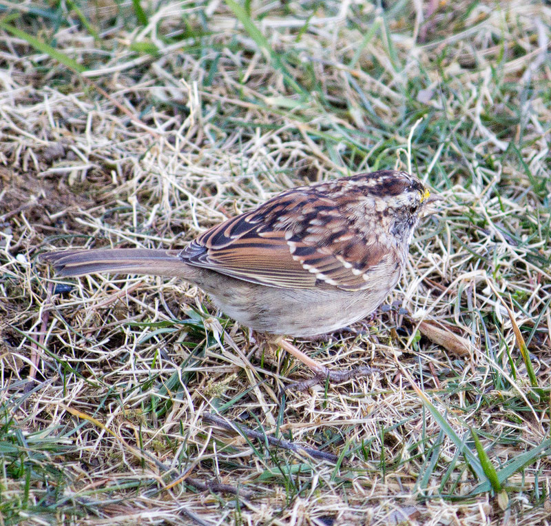 White-Throated-Sparrow