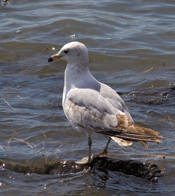 Ring-Billed-Gull