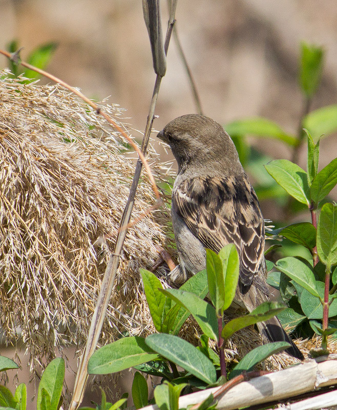Female House Sparrow