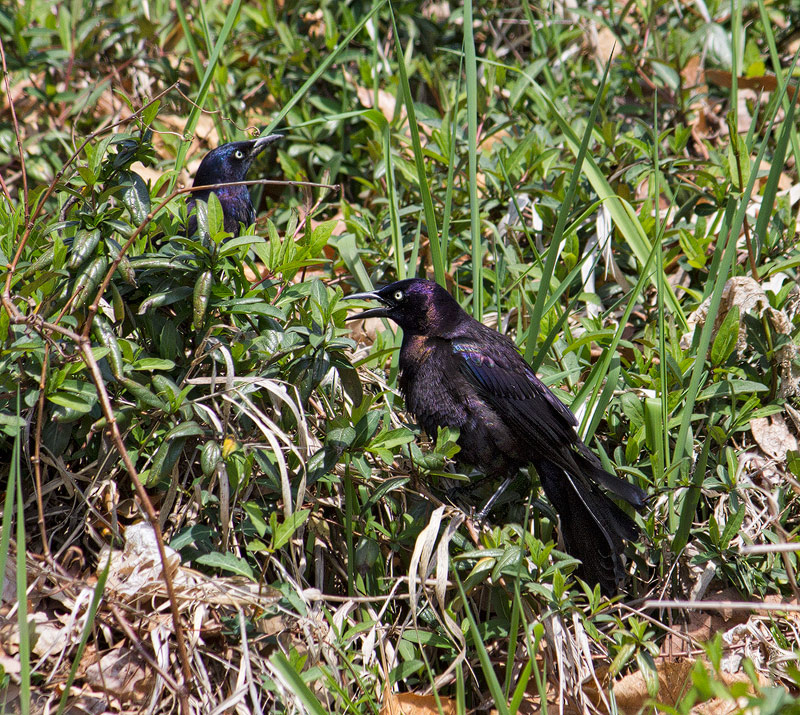 Common-Grackle