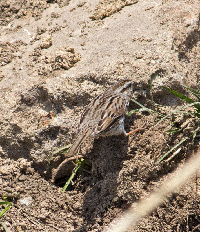 Maybe-a-Song-Sparrow