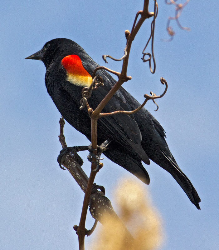 Red-Winged-Blackbird