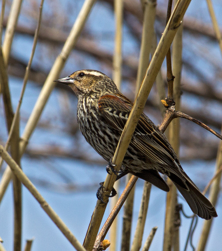 Female Redwing Blackbird
