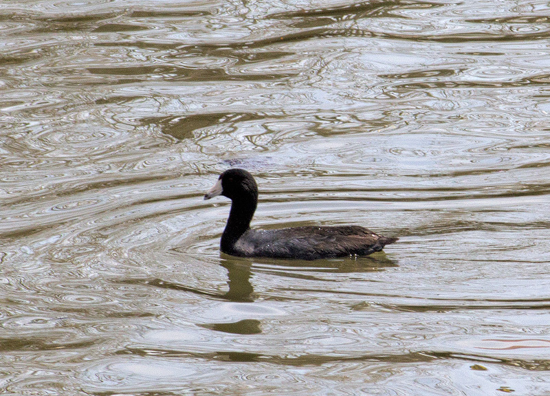 American Coot