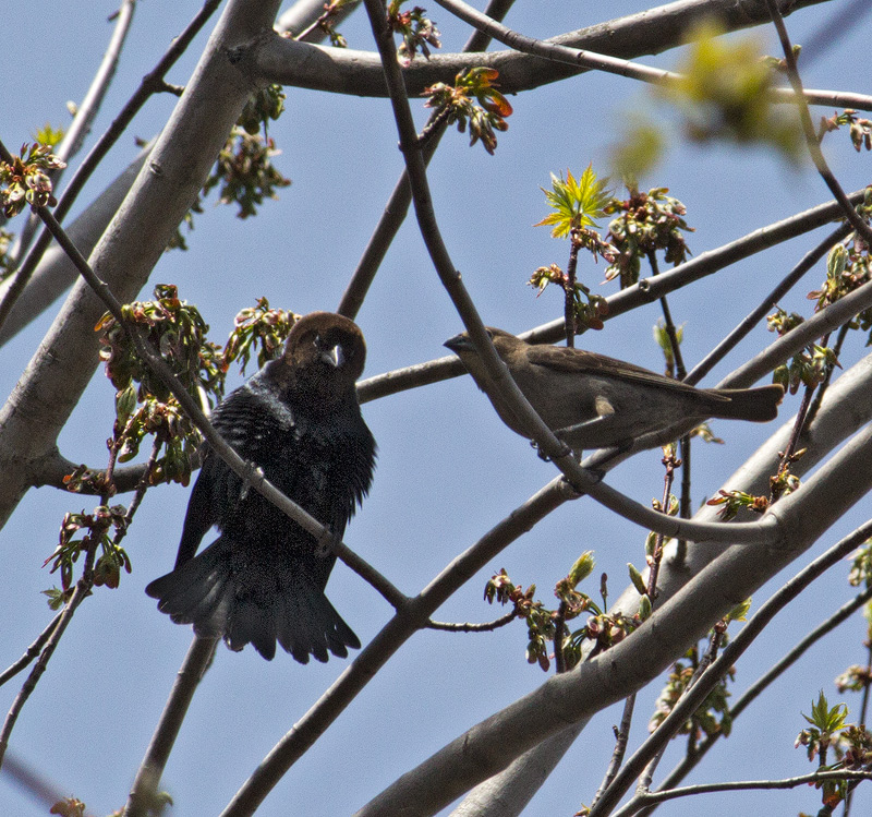 Brown-Headed-Cowbird
