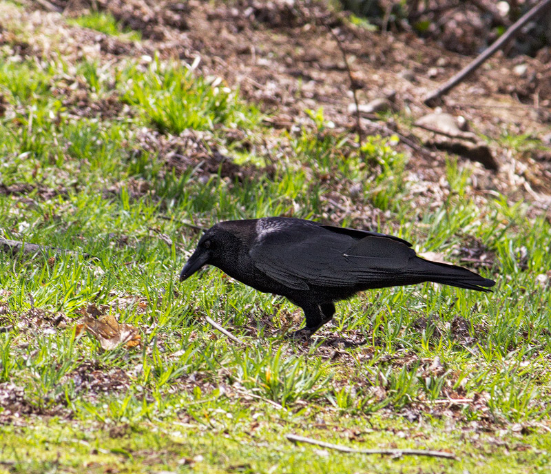 Crow-or-Raven