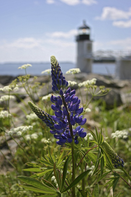 Lupine and Marshall Point Lighthouse