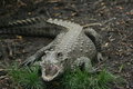 alligator