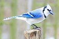BLUE JAY
