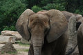ELEPHANT-1