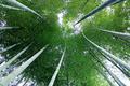 Bamboo Canopy