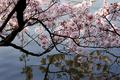 Cherry Blossom Reflections
