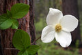 Dogwood in the Forest